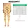 Scattered Orange Paw Prints for Cheerful Everyday Activewear Style for Dog Lovers Leggings - 1