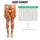Playful Blue And Cream Cats On Tangerine For Yoga Sessions And Everyday Activewear Leggings - 1