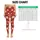 Red Daisy and Green Leaf Florals for Yoga, Pilates, and Everyday Wear Leggings - 1