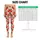 Red Strawberry and Teal Leaf Scatter for Yoga, Pilates and Everyday Wear Leggings - 1