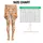 Colorful Botanical Leaves for Yoga, Pilates and Everyday Casual Style Leggings - 1