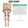 Cute Brown Puppies and Pink Bows for Playful Yoga and Everyday Activewear for Women Leggings - 1