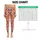 Gingerbread Cookies, Candy Canes And Snowflakes For Cozy Christmas Celebrations Leggings - 1