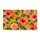 Coral Hibiscus And Peach Roses For Cheerful Cottage Garden Entryways Doormat - 6