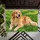 Golden Retriever Resting in Green Grass for a Cozy Pet-Loving Home and Dog Families Doormat - 5