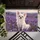 White Chihuahua in Lavender Fields for Peaceful Cottage Living and Pet Lover Homes Doormat - 5