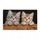 Two Tabby Kittens Peeking Over Wood for Cat Lovers and Cozy Home Entryway Style Accent Doormat - 6