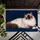 Blue-Eyed Ragdoll Cat Portrait for Cozy Living Spaces and Cat-Loving Households Doormat - 5