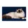 Blue-Eyed Ragdoll Cat Portrait for Cozy Living Spaces and Cat-Loving Households Doormat - 6