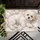 Fluffy White Puppy Portrait for Cozy Pet-Loving Homes and Calm Living Spaces, Dog Lovers Doormat - 5