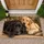 Black and Golden Labrador Pair for Cozy Farmhouse Entryway Style for Dog Lovers Doormat - 1
