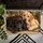 Black and Golden Labrador Pair for Cozy Farmhouse Entryway Style for Dog Lovers Doormat - 5