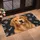 Golden Retriever Portrait With Paw Prints For Dog Lovers And Pet-Friendly Homes Doormat - 2
