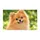 Fluffy Orange Pomeranian Puppy Portrait For Cozy Pet-Loving Home Entryways Doormat - 6