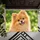 Fluffy Orange Pomeranian Puppy Portrait For Cozy Pet-Loving Home Entryways Doormat - 5