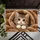 Fluffy Kitten Peeking From Cozy Blanket Nest for Cat Lovers and Cozy Homes Doormat - 5