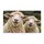 Smiling Sheep Pair Farmhouse Charm For Rustic Country Entryway Decor For Animal Lovers Doormat - 6