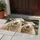 Smiling Sheep Pair Farmhouse Charm For Rustic Country Entryway Decor For Animal Lovers Doormat - 4