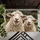 Smiling Sheep Pair Farmhouse Charm For Rustic Country Entryway Decor For Animal Lovers Doormat - 5