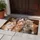 Adorable Kitten Faces for Cozy Cat-Loving Homes and Warm Everyday Pet-Friendly Living Doormat - 4