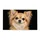 Long-Haired Chihuahua Portrait for Cozy Pet-Lover Homes and Everyday Dog-Loving Style Doormat - 6