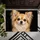 Long-Haired Chihuahua Portrait for Cozy Pet-Lover Homes and Everyday Dog-Loving Style Doormat - 5