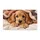 Golden Cocker Spaniel Puppy Under Cozy Blanket for a Warm, Welcoming Home Entryway Doormat - 6
