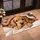 Golden Cocker Spaniel Puppy Under Cozy Blanket for a Warm, Welcoming Home Entryway Doormat - 2