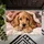 Golden Cocker Spaniel Puppy Under Cozy Blanket for a Warm, Welcoming Home Entryway Doormat - 5