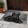Scottish Terrier Portrait for Dog Lovers and Cozy Pet-Friendly Homes Doormat - 4