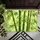 Sunlit Green Bamboo Grove For Calm Nature-Inspired Entryways And Serene Living Doormat - 5