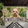 Yorkshire Terrier Puppy Welcome Scene for Dog Lovers and Cheerful Home Entrances Doormat - 5