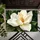 White Magnolia Flower on Deep Green for a Calm Nature-Inspired Home Entryway Decor Doormat - 5