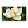 White Magnolia Flower on Deep Green for a Calm Nature-Inspired Home Entryway Decor Doormat - 6