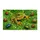 Dewy Green Leaf, Frog and Ladybugs for Nature-Loving Homes and Garden Entryways Doormat - 6
