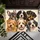 Six Adorable Puppy Faces for Cozy Pet-Loving Homes, Entryways, and Kitchens Doormat - 5