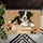 Border Collie Puppy With Hearts And Paw Prints For A Cozy Dog Lover Entryway Welcome Doormat - 5