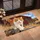Orange and White Cat Exploring Rustic Barnyard Rocks for Cozy Country Style Living Doormat - 2