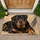 Rottweiler Portrait for Cozy Pet-Loving Homes and Welcoming Everyday Entryways Doormat - 1