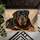 Rottweiler Portrait for Cozy Pet-Loving Homes and Welcoming Everyday Entryways Doormat - 5