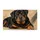 Rottweiler Portrait for Cozy Pet-Loving Homes and Welcoming Everyday Entryways Doormat - 6