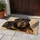 Rottweiler Portrait for Cozy Pet-Loving Homes and Welcoming Everyday Entryways Doormat - 4