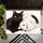Black And White Cat Duo For Cozy Cat Lover Homes And Everyday Pet-Inspired Home Decor Doormat - 5