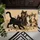 Playful Cat Family Gathering For Cozy Pet Lover Homes And Cheerful Everyday Living Doormat - 5