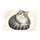 Chubby Gray Tabby Cat Portrait for Cozy Cat Lover Homes and Thoughtful Pet Parent Gifts Doormat - 6