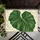 Oversized Green Monstera Leaf for Calm, Nature-Inspired Bathroom Sanctuary Style Doormat - 5