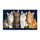 Four Tabby Cats Sitting Together for a Cozy Cat Lover Home, Gray White and Ginger Felines Doormat - 6