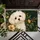 White Maltese Puppy with Golden Botanicals for Cozy Cottage Entryway Decor for Pet Lovers Doormat - 5