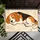 Sleeping Beagle Dog for Cozy Home Comfort and Cheerful Pet Lover Living Spaces Everyday Doormat - 5