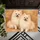 Two Cream Pomeranian Dogs for Cozy Pet-Loving Homes and Holiday Gifting All Year Doormat - 5